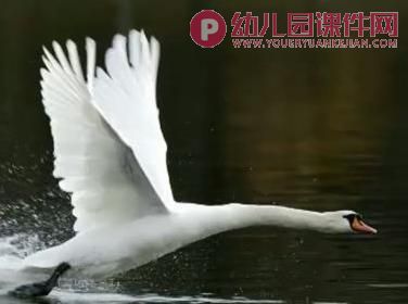 中班音乐课件PPT《四小天鹅舞曲》PPT课件音乐图片