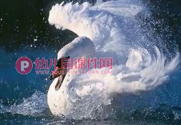 中班音乐课件PPT《四小天鹅舞曲》PPT课件音乐图片