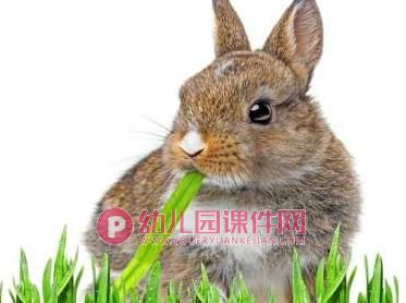 中班音乐课件PPT《给小桃树穿件新棉袄》PPT课件音频图片