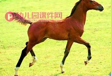 中班音乐课件PPT《马蹄声声》PPT课件歌曲图片