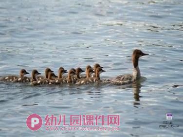 中班音乐课件PPT《数鸭歌》PPT课件视频图片