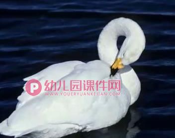 中班音乐课件PPT《四小天鹅舞曲》PPT课件音乐图片