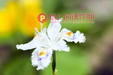 中班音乐课件PPT《蝴蝶花》PPT课件图片