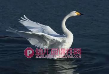 中班音乐课件PPT《四小天鹅舞曲》PPT课件音乐图片