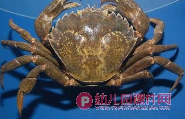 中班音乐课件PPT《螃蟹歌》PPT课件图片