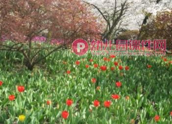 中班语言课件PPT《桃花瓣》PPT课件图片