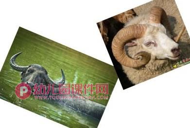 中班语言课件PPT《弯弯乐园》PPT课件图片