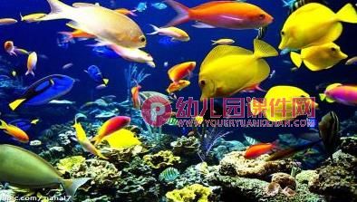 中班儿歌课件PPT《鱼儿睡在哪儿》PPT课件图片