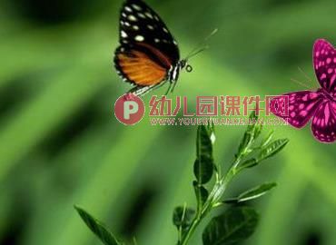 中班语言活动课件PPT《水果屋里的毛毛虫》PPT课件图片