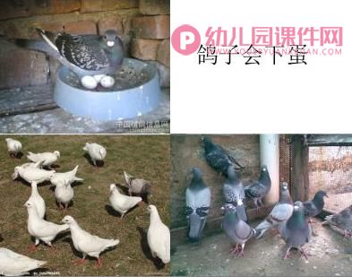 中班故事活动课件PPT《小兔孵蛋》PPT课件图片