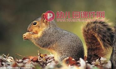 中班儿歌课件PPT《鱼儿睡在哪儿》PPT课件图片
