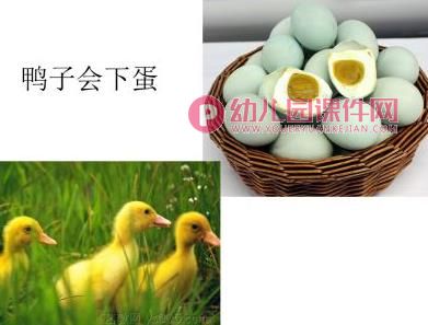 中班故事活动课件PPT《小兔孵蛋》PPT课件图片