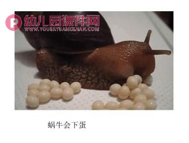 中班故事活动课件PPT《小兔孵蛋》PPT课件图片