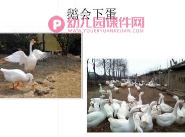 中班故事活动课件PPT《小兔孵蛋》PPT课件图片