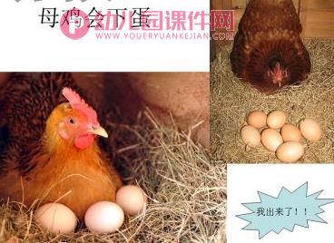 中班故事活动课件PPT《小兔孵蛋》PPT课件图片