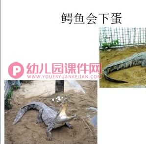 中班故事活动课件PPT《小兔孵蛋》PPT课件图片