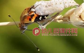 中班语言活动课件PPT《水果屋里的毛毛虫》PPT课件图片