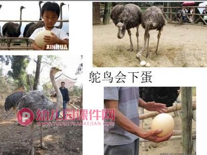 中班故事活动课件PPT《小兔孵蛋》PPT课件图片