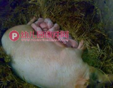 中班故事活动课件PPT《小兔孵蛋》PPT课件图片