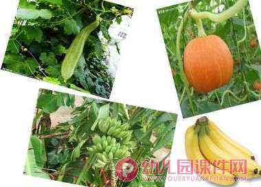 中班语言课件PPT《弯弯乐园》PPT课件图片