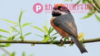 中班综合课件PPT《美丽的春天》PPT课件图片