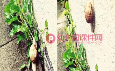 中班绘本课件PPT《加油吧,蜗牛》PPT课件图片