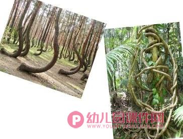 中班语言课件PPT《弯弯乐园》PPT课件图片