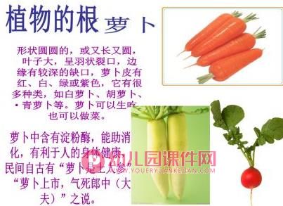 中班课件PPT《蔬菜品种多》PPT课件图片