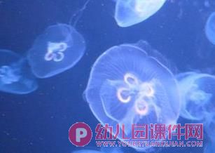 中班课件PPT《水族馆》PPT课件图片