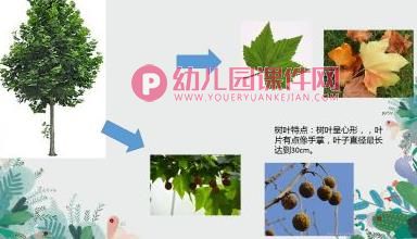 中班课件PPT《我身边的树》PPT课件图片