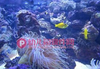 中班课件PPT《水族馆》PPT课件图片