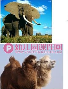中班综合课件PPT《有趣的鼻子》PPT课件视频图片
