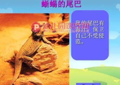 中班听说游戏课件PPT《动物的尾巴不一样》PPT课件图片