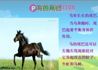 中班听说游戏课件PPT《动物的尾巴不一样》PPT课件图片