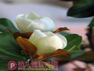 中班综合课件PPT《捡落叶》PPT课件图片