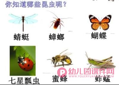 中班主题课件PPT《昆虫的身体组成部分》PPT课件图片