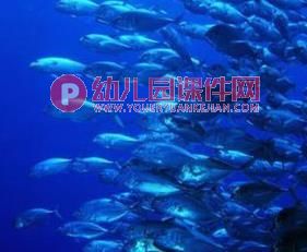 中班课件PPT《水族馆》PPT课件图片