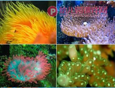 中班课件PPT《水族馆》PPT课件图片