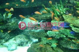 中班课件PPT《水族馆》PPT课件图片