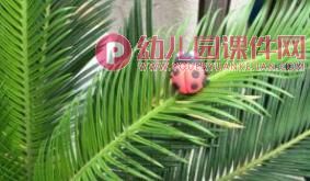 中班主题课件PPT《昆虫的身体组成部分》PPT课件图片