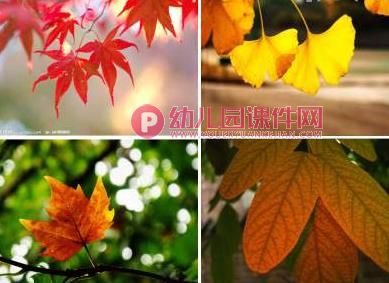 中班综合课件PPT《捡落叶》PPT课件图片