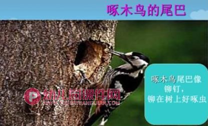 中班听说游戏课件PPT《动物的尾巴不一样》PPT课件图片