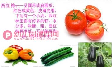 中班课件PPT《蔬菜品种多》PPT课件图片