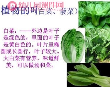 中班课件PPT《蔬菜品种多》PPT课件图片