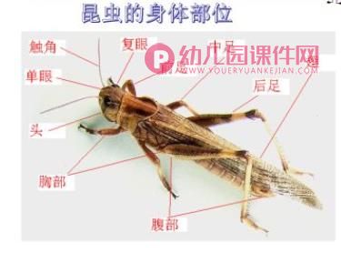 中班主题课件PPT《昆虫的身体组成部分》PPT课件图片