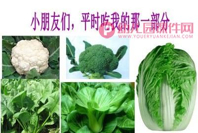 中班课件PPT《蔬菜品种多》PPT课件图片