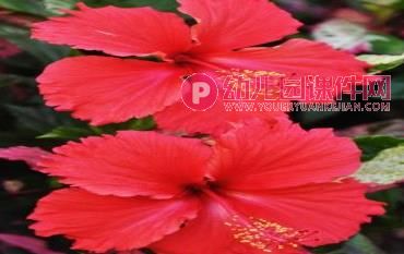 中班综合课件PPT《花儿的秘密》PPT课件图片
