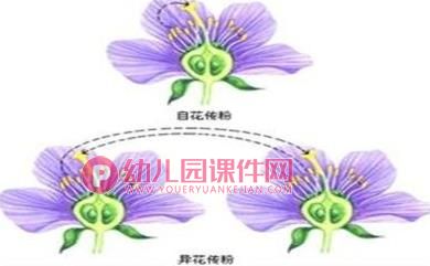 中班综合课件PPT《花儿的秘密》PPT课件图片
