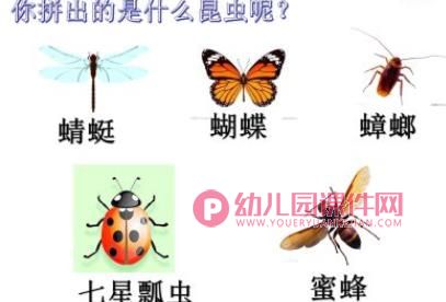 中班主题课件PPT《昆虫的身体组成部分》PPT课件图片