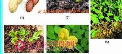 中班综合课件PPT《花生用处大》PPT课件图片